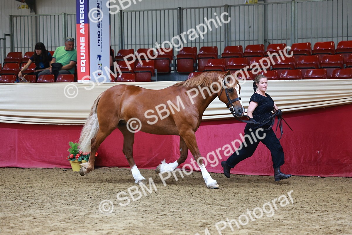 SBM_23073 - Class 903 - Supreme Final - IH Pre Vet