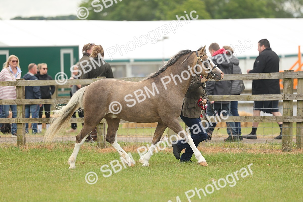 SBM_02290 - Class 50-57 - M&M Welsh Pony In Hand