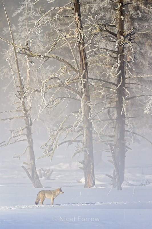 Coyote standing still in mist, Yellowstone National Park - Coyote