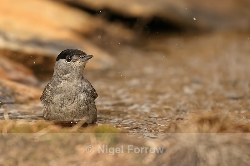 Blackcap (male) bathing, Claret, Spain - Eurasian Blackcap