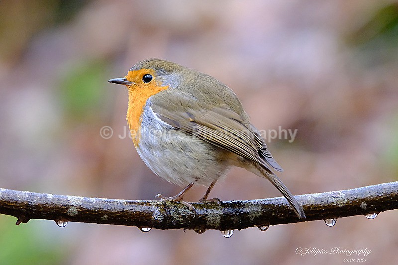  - Wildlife and Nature