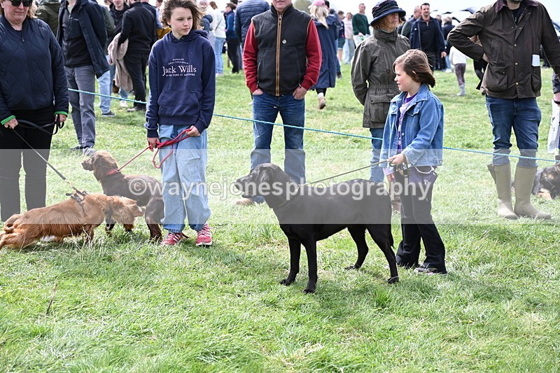 WJ6_8722 - Class 8 Best Working / Gun Dog or Bitch