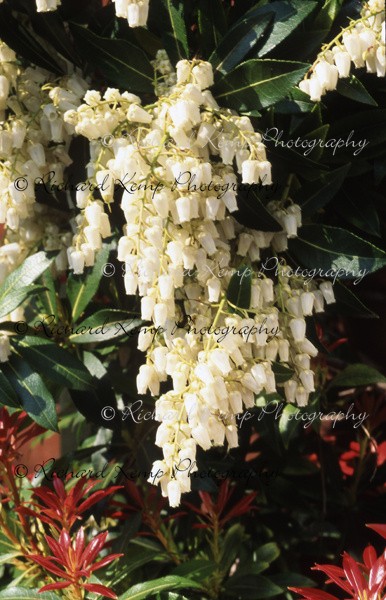 Pieris Formosa var. Forestii -154 - Plants