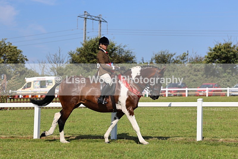 IMG_1690 - Skewbald and Piebald Ridden Championship