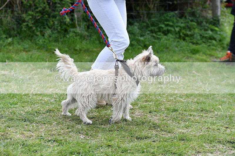 WJ5_0256 - Class 7 Best Terrier
