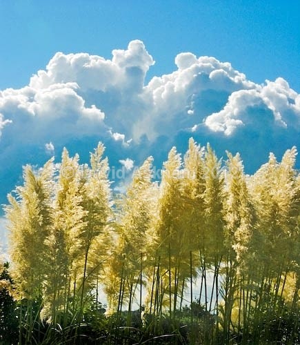 Pampas clouds - Leica Photography