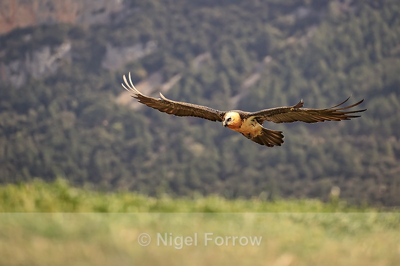 Lammergeier gliding on landing approach, Catalonia, Spain - Lammergeier