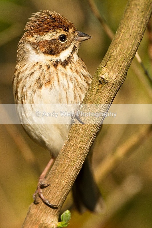 20120415-_MG_9527 - Buntings