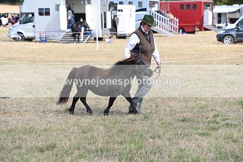 WJ6_6835 - Class 21 Shetland & Mini Horses