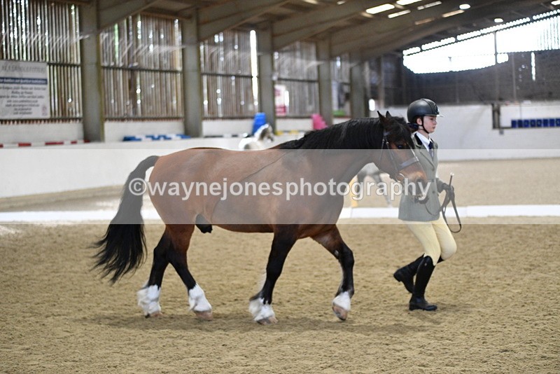 WJ5_4283 - Class 6 In hand M&M - Large Breeds