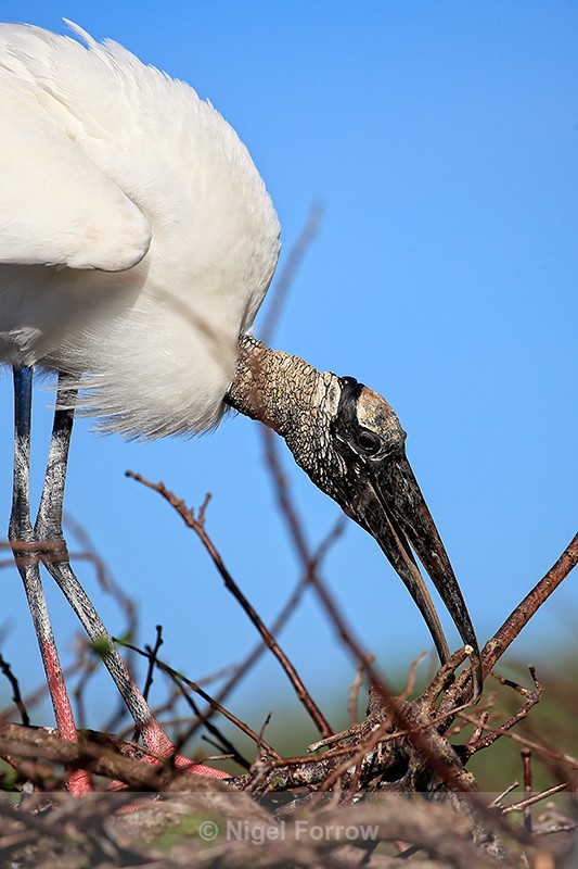 Wood Stork moving nest material, Wakodahatchee Wetlands, Florida - Wood Stork