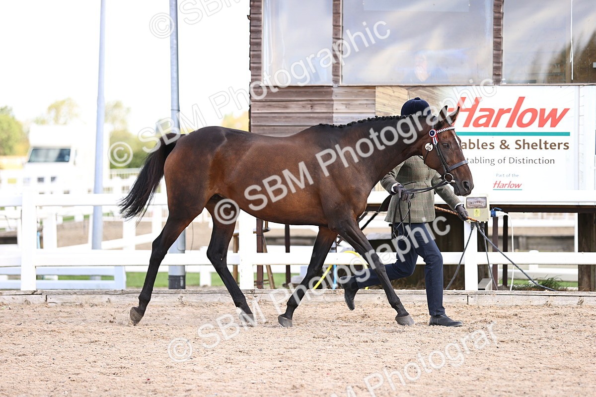 SBM_11514 - Class 407 - IH Hack-Riding Horse