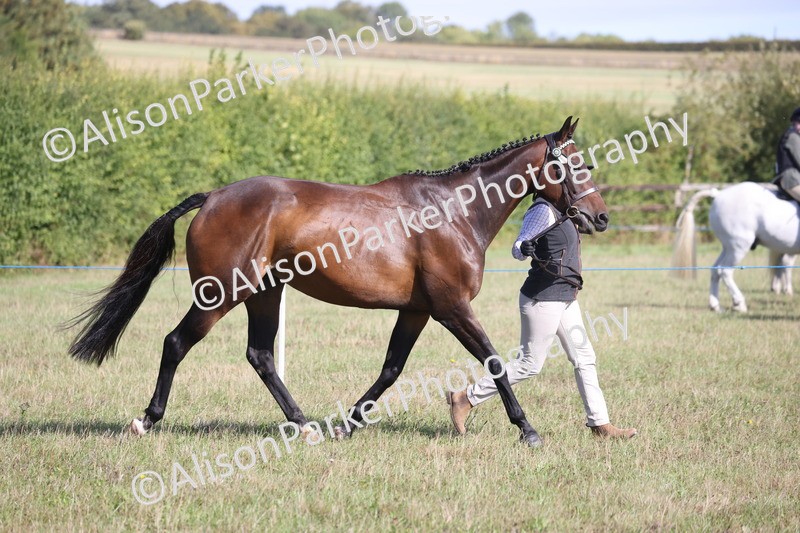 20260906-0739 - Class 22 - Ex Racehorse