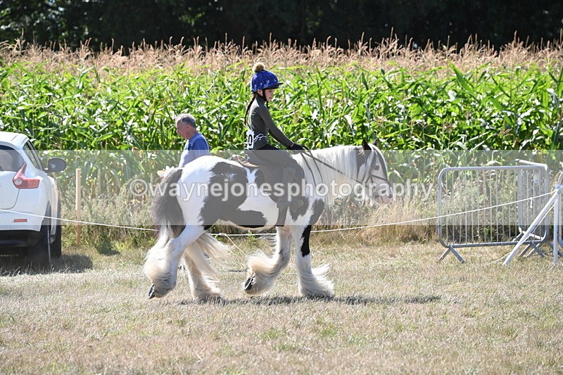 WJ6_8952 - Class 38 Ridden Riding Horse/Pony