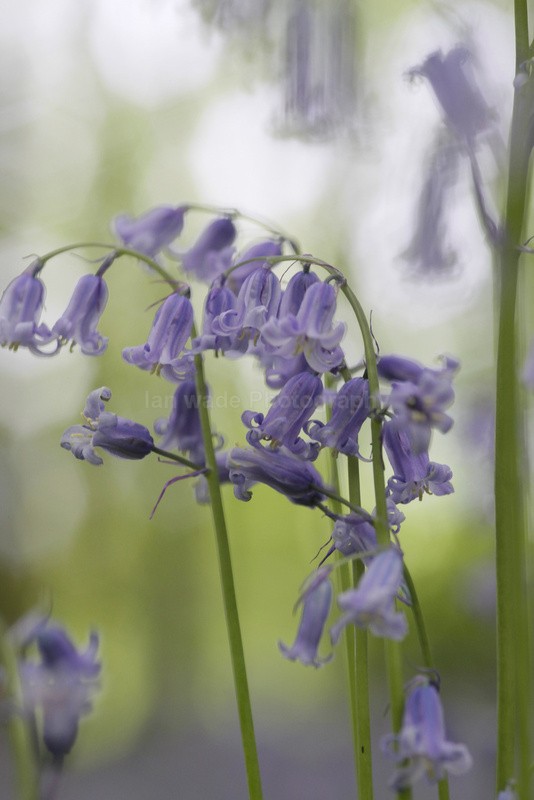  - Woodland scenes & flowers