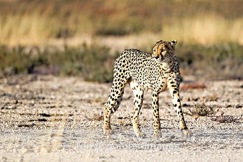 Cheetah - Etosha National Park ~ Mammals