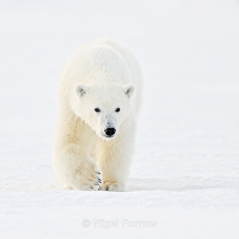 Polar Bear cub head-on, Svalbard, Norway - Polar Bear