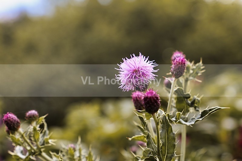 Thistle - Plants and Trees