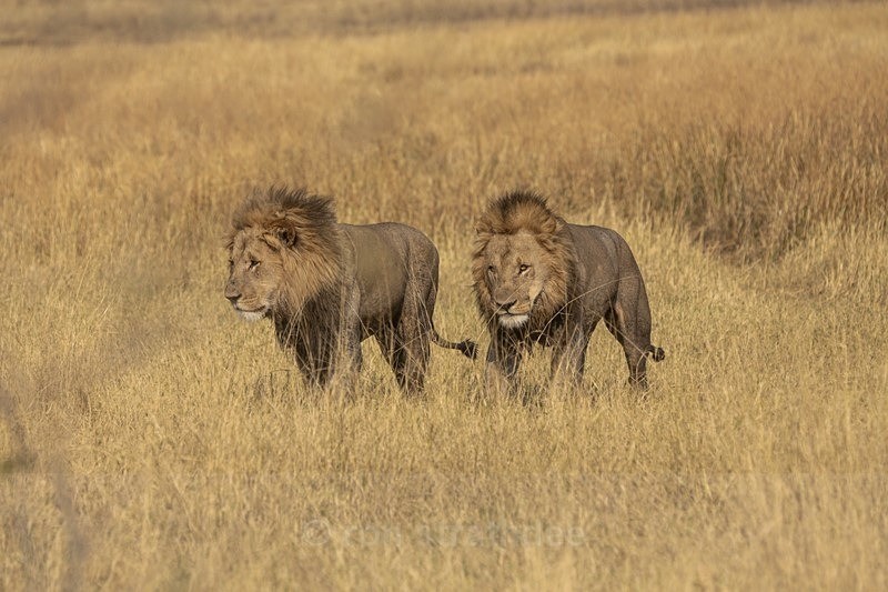 Brothers - Botswana Wildlife