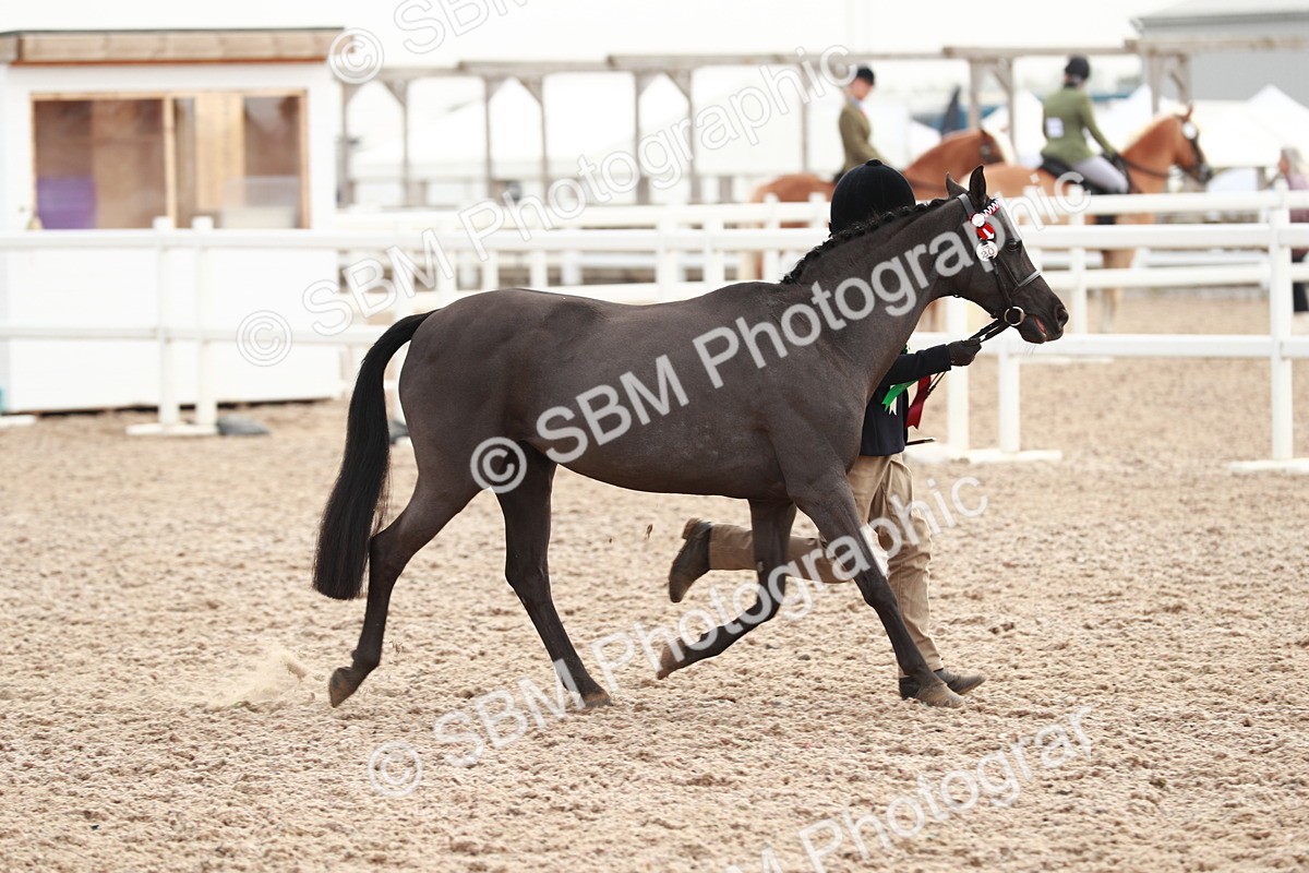 SBM_09600 - Class 201 Best Turned Out IH