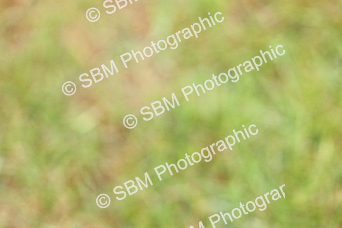 SBM_02848 - Class 9-11 Side Saddle including LIHS Rising Star Ladies Show Horse