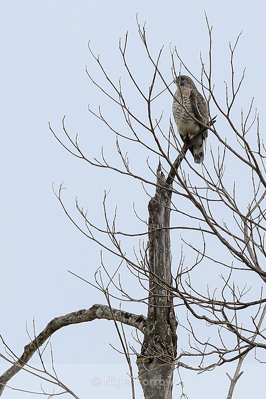 Broad-winged Hawk perched on dead tree, Costa Rica - Broad-winged Hawk