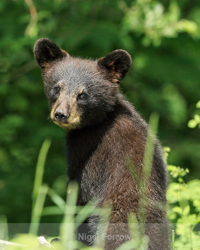 Black Bear cub portrait, Minnesota, USA - American Black Bear