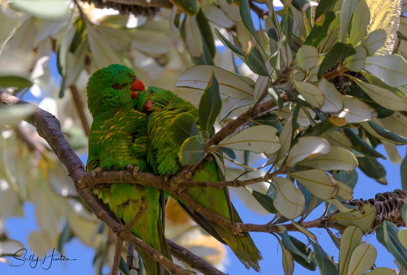 Greeny Pair 3