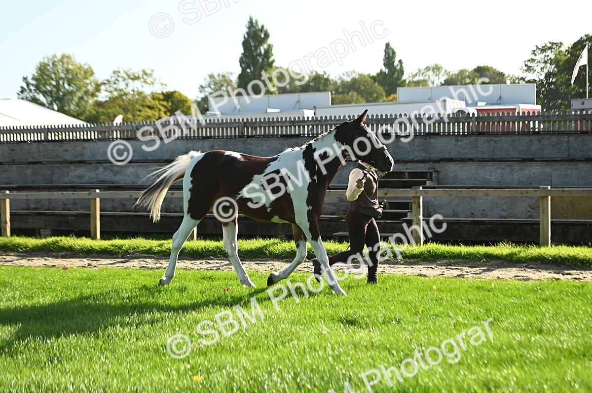 SBM_14726 - S1 - TSR in Hand Horse & Pony Showing