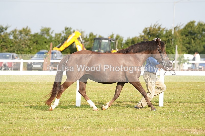 DSC04402 - Classes 44 & 45: NPS M&M Brood Mare and Foal