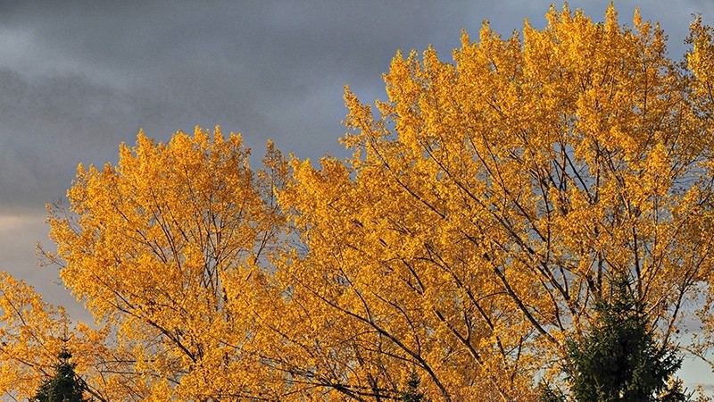 Autumn Leaves Golden Hour F4795 - Earth Element