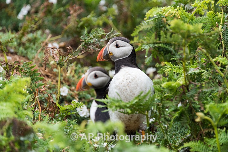 ACP_9989-1 - Puffins on Skomer Island