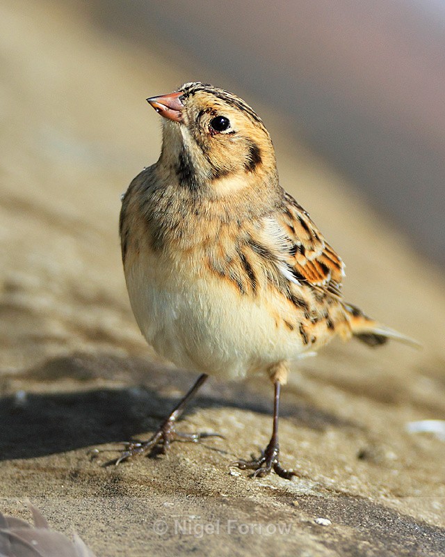 Lapland Bunting close-up - Lapland Bunting
