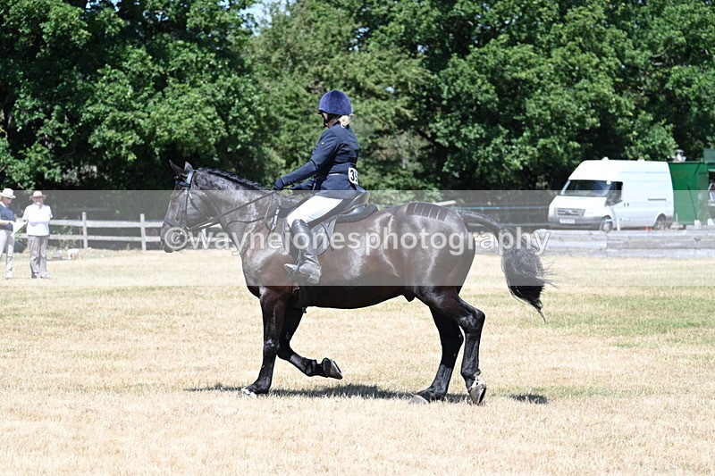 WJ7_2941 - Class 7 Riding Club Show Horse
