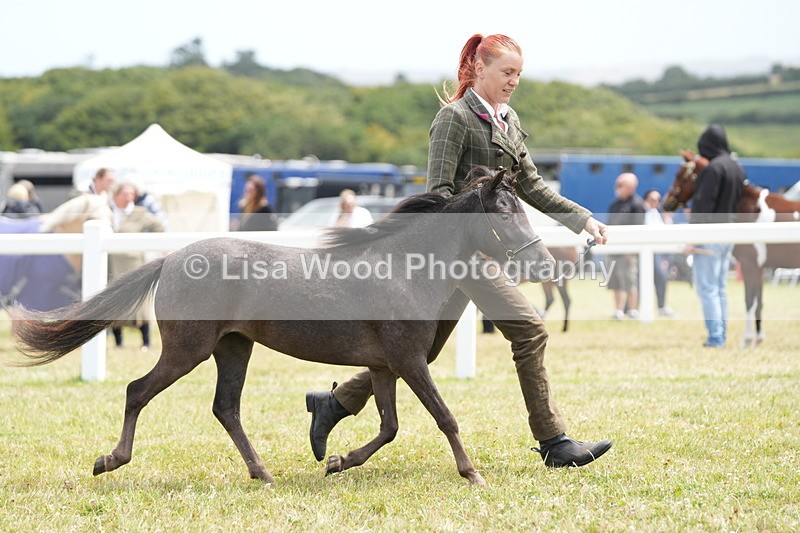 DSC06465 - Class 56: Miniature Horse 1, 2 & 3yr olds