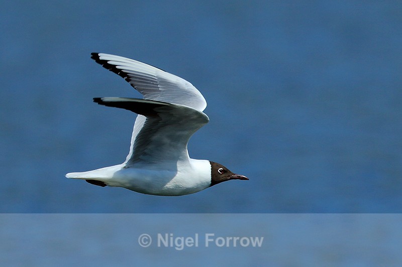 Black-headed Gull in flight at Farmoor - Black-headed Gull