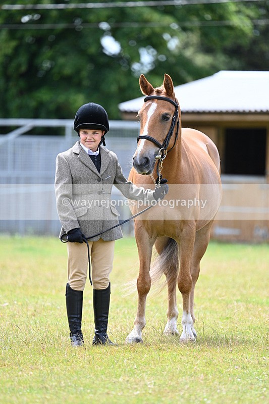 WJ7_6659 - Class 5 Handsome Gelding in hand