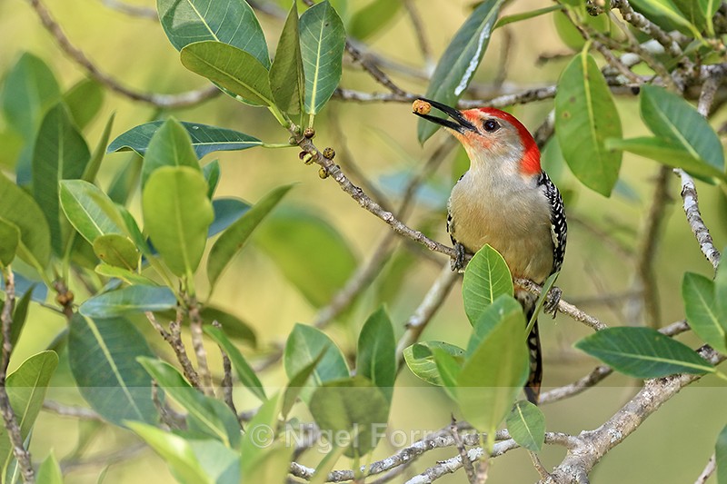 Red-bellied Woodpecker, Corkscrew Swamp, Florida - Red-bellied Woodpecker