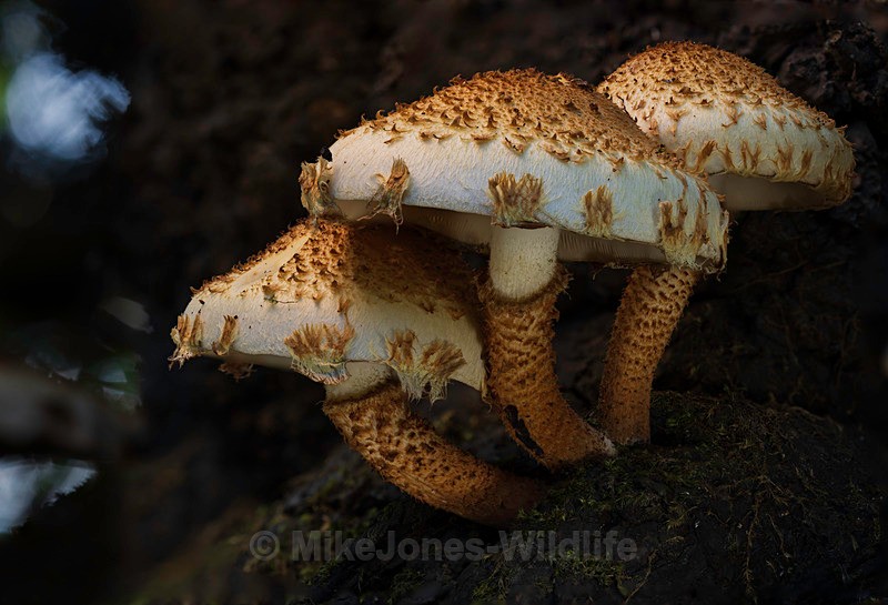 Fungi, Cholmondeley castle - AUTUMN 2025 FUNGI/MUSHROOMS