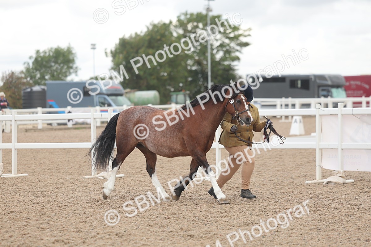 SBM_03318 - Class 16 - IH M&M Wildcard