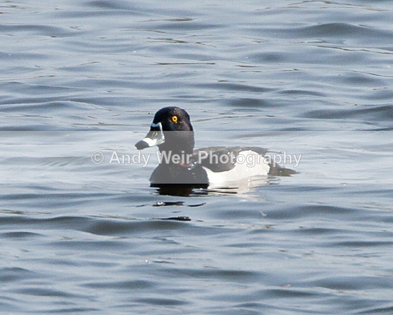 20110422-IMG_4587-151 - Ring-necked Duck
