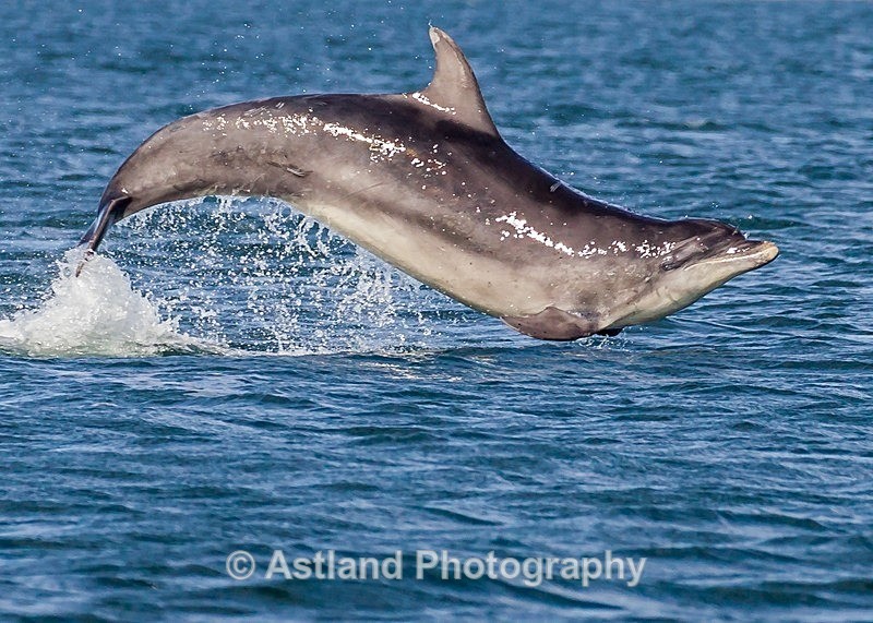 Astland Photography, Bird and Wildlife Images, Susan and Peter Wilson, U.K.