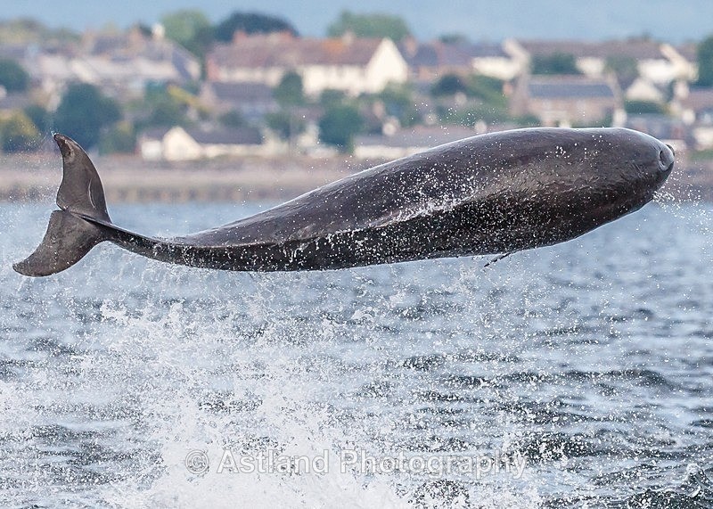Astland Photography, Bird and Wildlife Images, Susan and Peter Wilson, U.K.