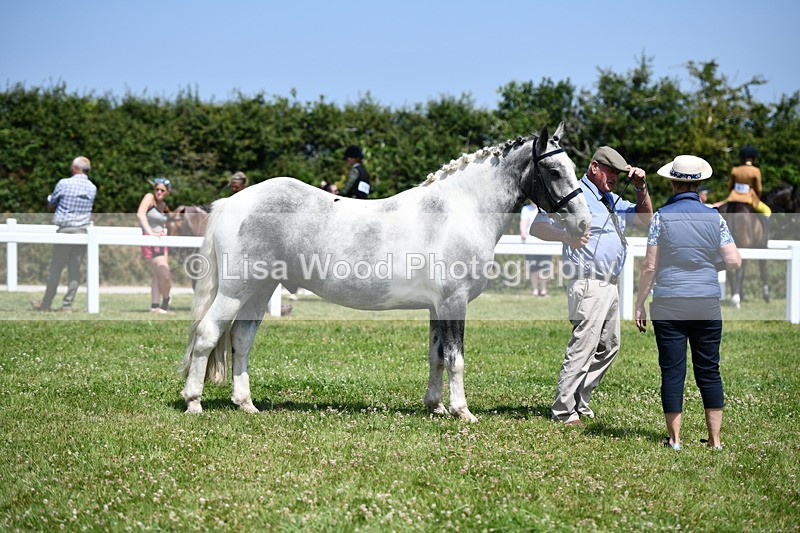 DSC_7449 - Class 63: Coloured Horse Youngstock