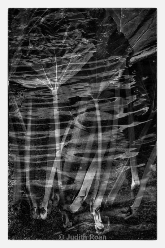 Rhubard Ripples - Photo Montages