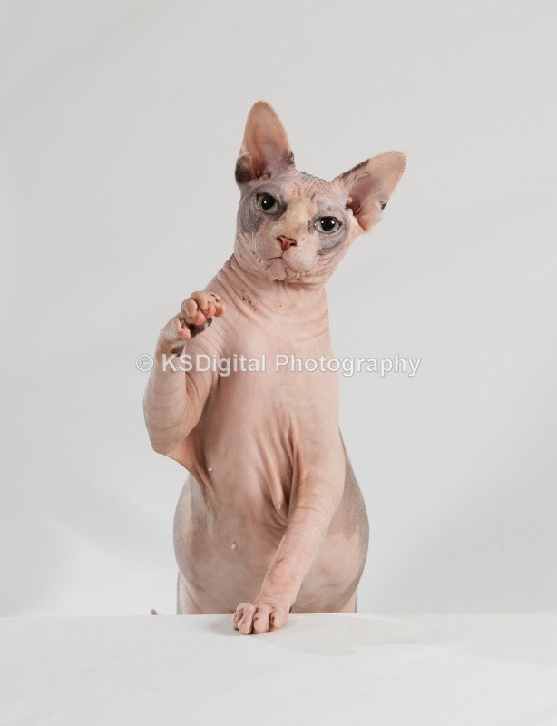  - Misfits Sphynx