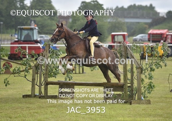 JAC_3953 - 55cm WORKING HUNTER