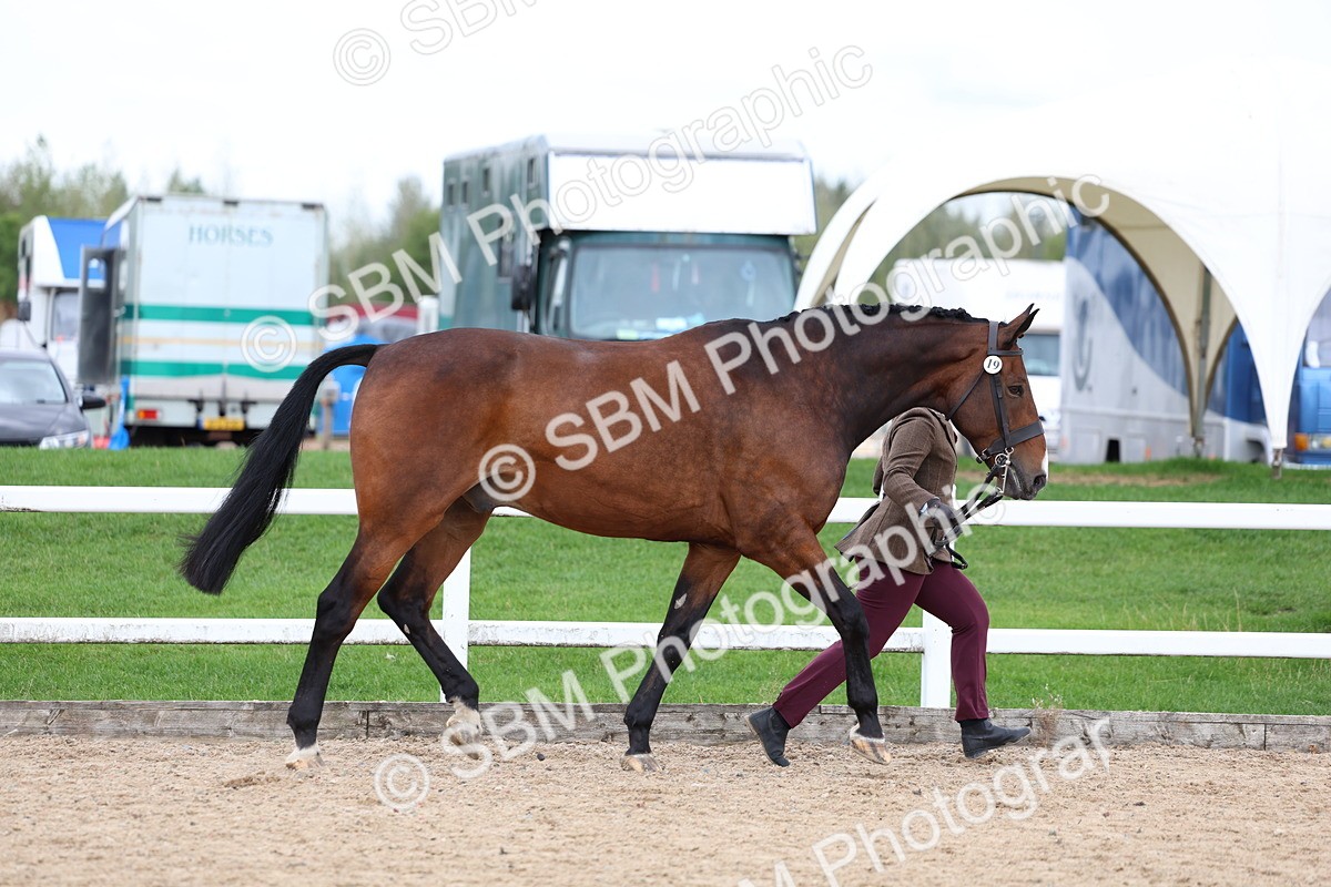 SBM_05729 - Class 28 - IH Veteran Horse