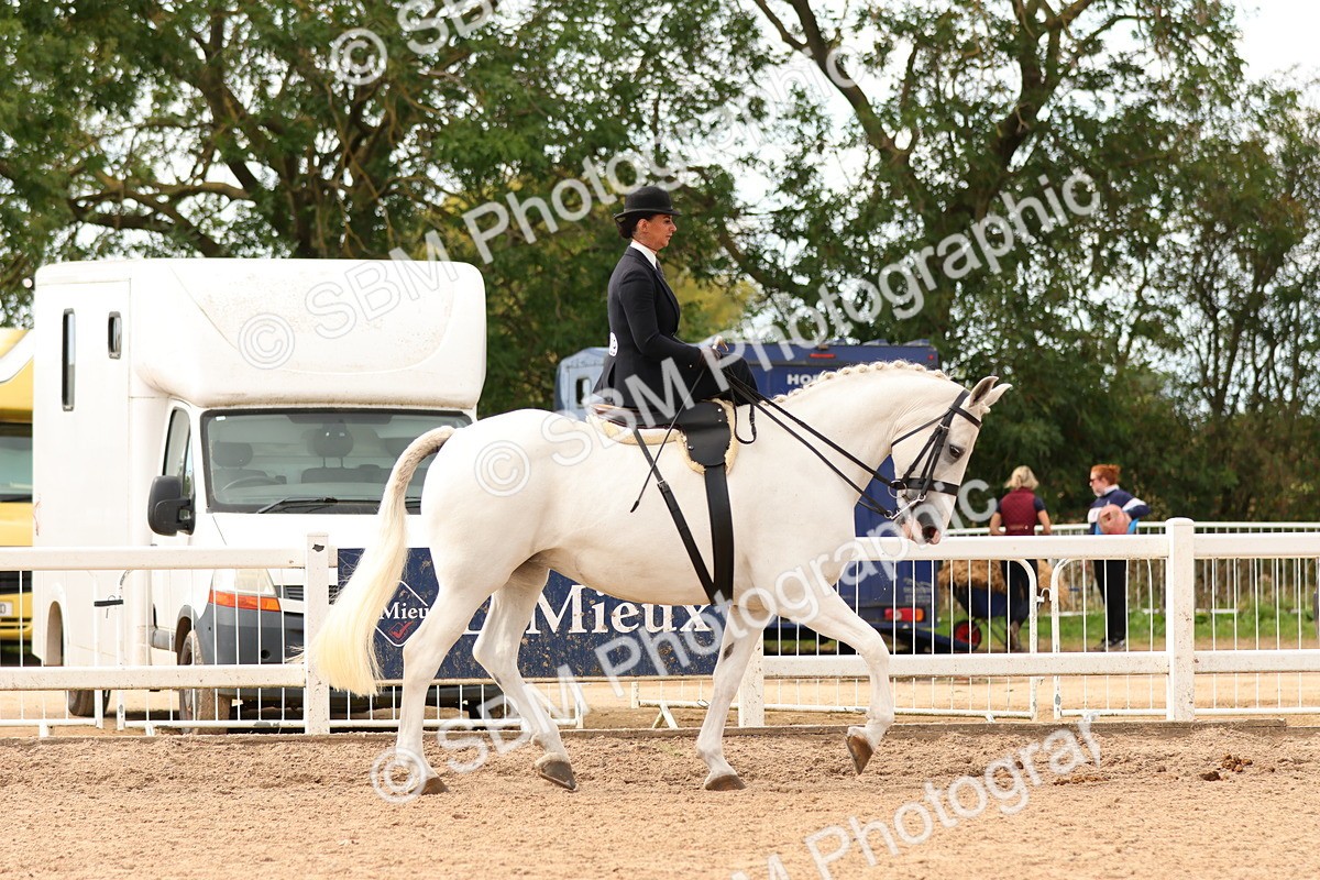 SBM_15879 - Class 216 - Best Side Saddle Horse-Pony