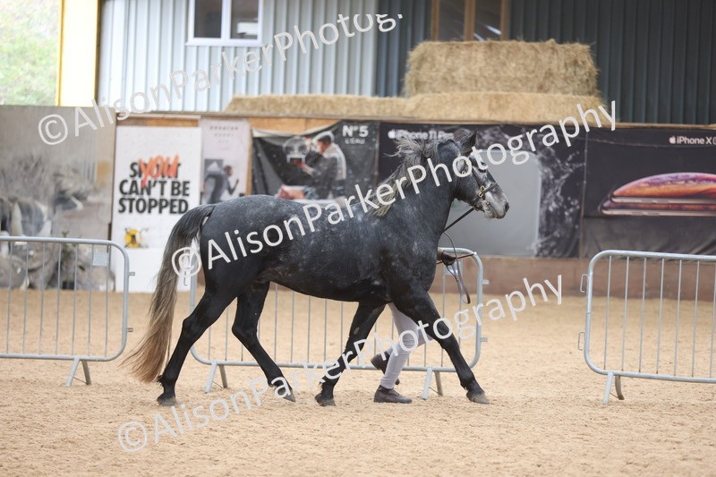 20251109-1001 - Class 27 - Stallions 4 Years and over